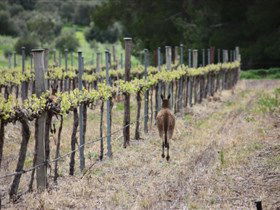 Bundaleer Wines - Accommodation Kalgoorlie 1
