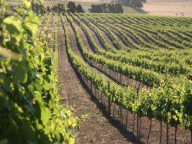 Kilikanoon Wines Cellar Door - Accommodation Kalgoorlie 1