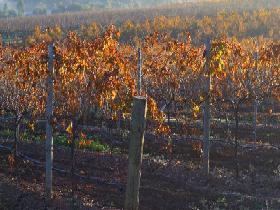 Kilikanoon Wines Cellar Door - Accommodation Kalgoorlie 2