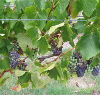 Dinny Goonan Wines - Accommodation Kalgoorlie