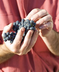 Brown Magpie Wines - Accommodation Kalgoorlie 0