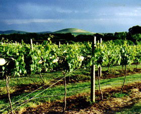 Mt Coghill Vineyard - Accommodation Kalgoorlie 1