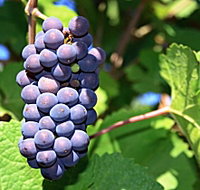 Tinderbox Vineyard - Accommodation Kalgoorlie