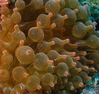 Coral Gardens Dive Site Mooloolaba - Accommodation Kalgoorlie