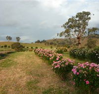 Damasque Rose Oil Farm - Accommodation Kalgoorlie