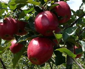 Wilgro Orchards - Accommodation Kalgoorlie 3