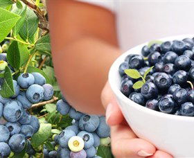 Jolly Berries - Accommodation Kalgoorlie 0