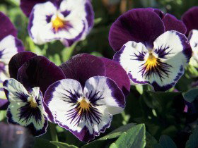 Newtown Park State Rose Garden - Accommodation Kalgoorlie 0