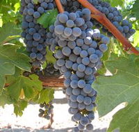 Joshuas Fault Wine