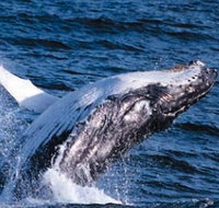 Sydney Eco Whale Watching - Accommodation Kalgoorlie