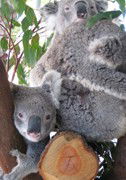 Cohunu Koala Park - Accommodation Kalgoorlie 1
