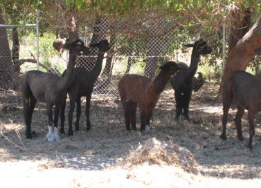 Cohunu Koala Park - Accommodation Kalgoorlie 2