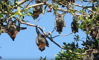 Blackbutt Reserve - Accommodation Kalgoorlie 1