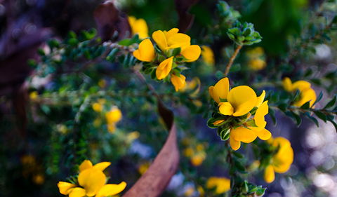 Canoelands Ridge Walking Track - Accommodation Kalgoorlie 2