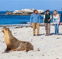 Seal Bay Conservation Park - Accommodation Kalgoorlie