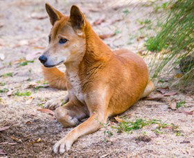 Territory Wildlife Park - Accommodation Kalgoorlie 2