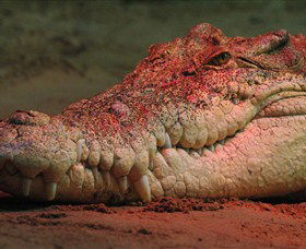 Territory Wildlife Park - Accommodation Kalgoorlie 3