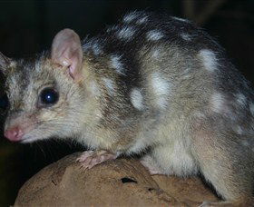 Territory Wildlife Park - Accommodation Kalgoorlie 6