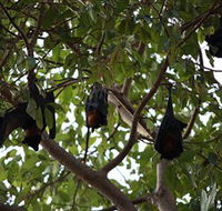 Manngarre Rainforest Walk - Accommodation Kalgoorlie