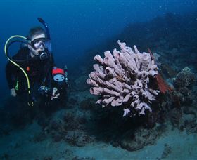 Eddy Reef Dive Site - Accommodation Kalgoorlie 1