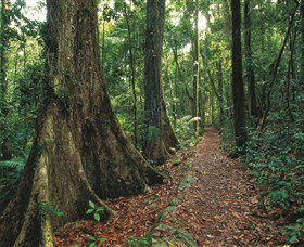 Eungella National Park - Accommodation Kalgoorlie 1
