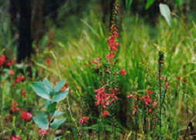 Enfield State Park - Accommodation Kalgoorlie 0