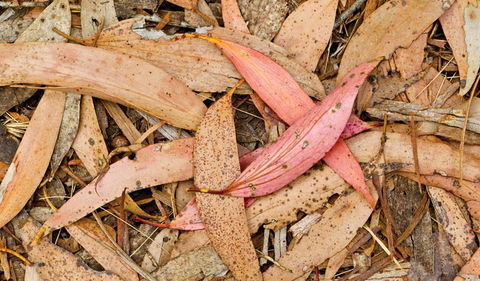 Green Camp - Accommodation Kalgoorlie 2