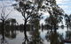 Doodle Cooma Swamp - thumb 1