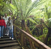 Otway Fly Treetop Adventures - Accommodation Kalgoorlie