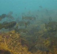 Bunurong Marine and Coastal Park - Accommodation Kalgoorlie
