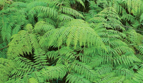 Boonoo Boonoo National Park - Accommodation Kalgoorlie 1