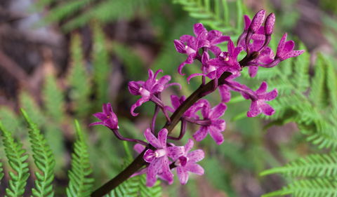 Cassinia Walking Track - Accommodation Kalgoorlie 0