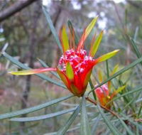 Glenbrook Native Plant Reserve and Nursery