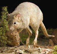 Kanyana Wildlife Rehabilitation Centre
