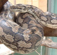 Armadale Reptile Centre - Accommodation Kalgoorlie