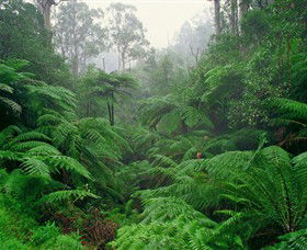 Tarra Bulga National Park - Accommodation Kalgoorlie 0