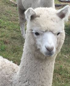 Storybook Alpacas - Accommodation Kalgoorlie 0