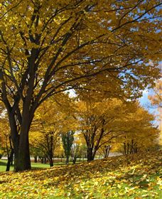 Centennial Park At Cooma - Accommodation Kalgoorlie 0