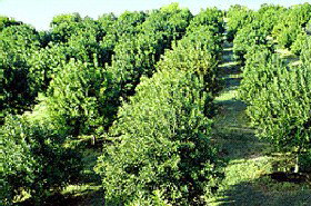 MacNuts WA Shop And Factory - Accommodation Kalgoorlie 1