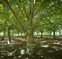 Sassafras Nuts - Accommodation Kalgoorlie