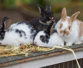 Amazement Farm And Fun Park / Cafe And Farmstay Accommodation - Accommodation Kalgoorlie 2