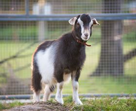 Amazement Farm And Fun Park / Cafe And Farmstay Accommodation - Accommodation Kalgoorlie 3