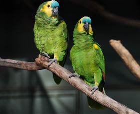Amazement Farm And Fun Park / Cafe And Farmstay Accommodation - Accommodation Kalgoorlie 7