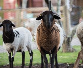 Amazement Farm And Fun Park / Cafe And Farmstay Accommodation - Accommodation Kalgoorlie 4