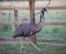 Amazement Farm And Fun Park / Cafe And Farmstay Accommodation - Accommodation Kalgoorlie 6