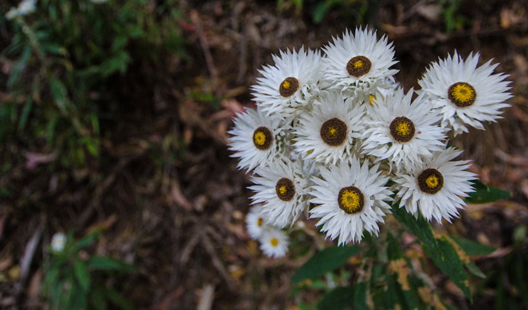 Banda Banda NSW Accommodation Kalgoorlie
