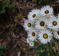 Hastings Forest Way touring route - Accommodation Kalgoorlie
