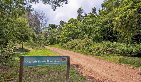 Antarctic Beech Picnic Area - Accommodation Kalgoorlie 0
