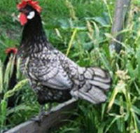 Merry Maidens Veggies - Accommodation Kalgoorlie