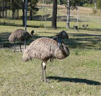 Glen Ian Ostrich and Emu Farm - Accommodation Kalgoorlie